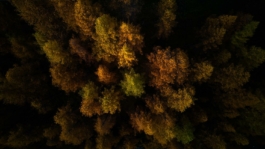 Autumnal colours of the trees in the Alps Ross Woodhall - Action & Lifestyle Photography